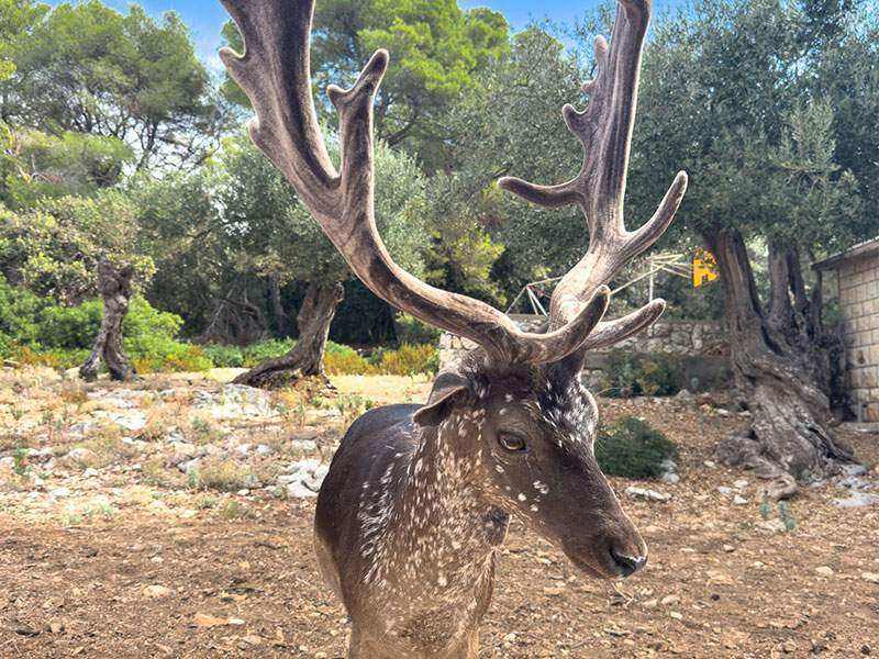 Leto na Korčuli 2025