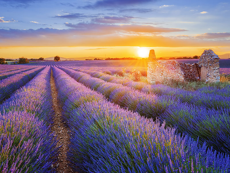 Provansa Lavanda tura