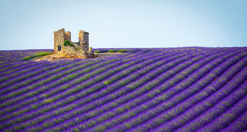 Provansa Lavanda tura